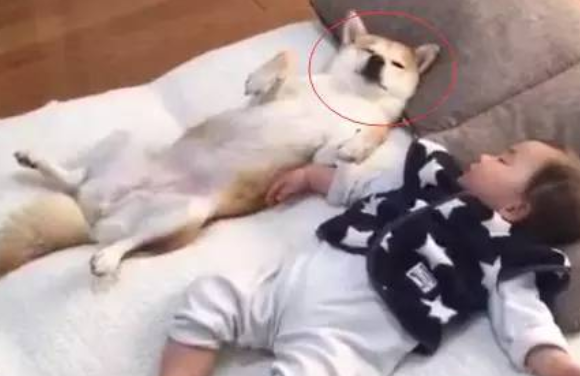 狗狗对主人爱理不理，却每日坚持不懈守卫小主们，界面温暖令人打动