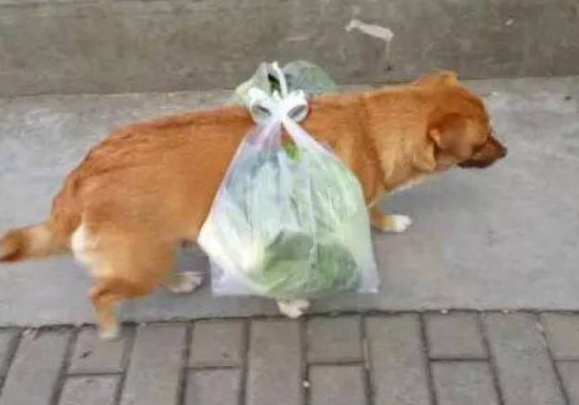 狗狗和主人家一起买买菜，竟被当做“驮夫”用，过路人看过陆续侧目而视