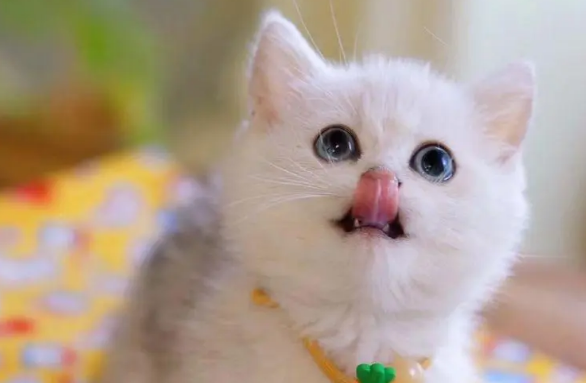 小猫带回家多久才能可以和人亲近