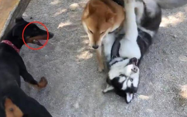 哈士奇住宅小区很是猖狂,直至道上遇到“高加索犬”,接下去一幕脸丢变大 哈士奇住宅小区很是猖狂,直至道上遇到“高加索犬”,接下去一幕脸丢变大