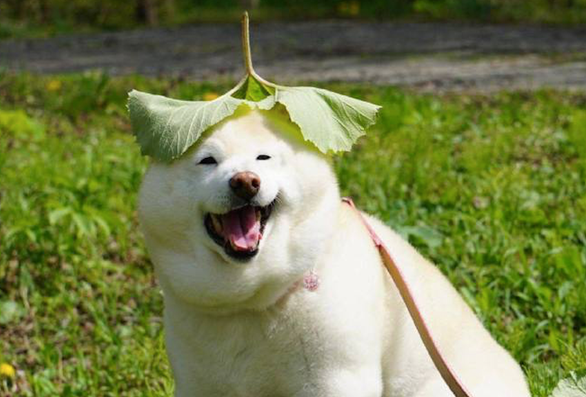 主人在柴犬头顶放了片大叶子，它逐渐小表情庄重，之后高兴得太璀璨了