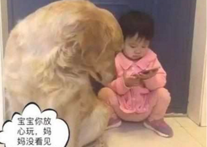 小主人躲角落里玩手机,金毛在一旁猥亵给花浇水,真是是黄金搭档啊 小主人躲角落里玩手机,金毛在一旁猥亵给花浇水,真是是黄金搭档啊