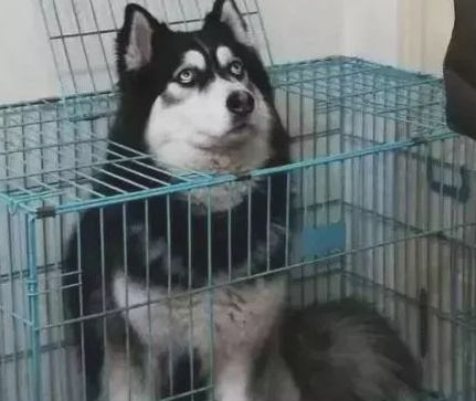 增加版金毛偷吃肉肉，被关铁笼教育，用劲死不承认犟嘴