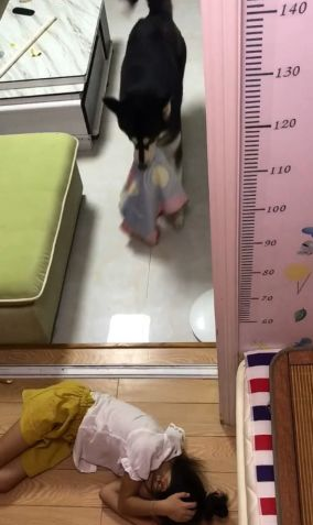 狗狗眼见小主人在地面上睡觉了,接下去的行为,令人内心一阵暖 狗狗眼见小主人在地面上睡觉了,接下去的行为,令人内心一阵暖