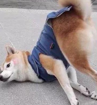主人带柴犬去公园散步,柴犬半途忽然就没动,主人一看姿态脸发红 主人带柴犬去公园散步,柴犬半途忽然就没动,主人一看姿态脸发红