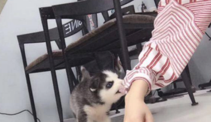 女子养了二哈，发过微信朋友圈，結果尴尬