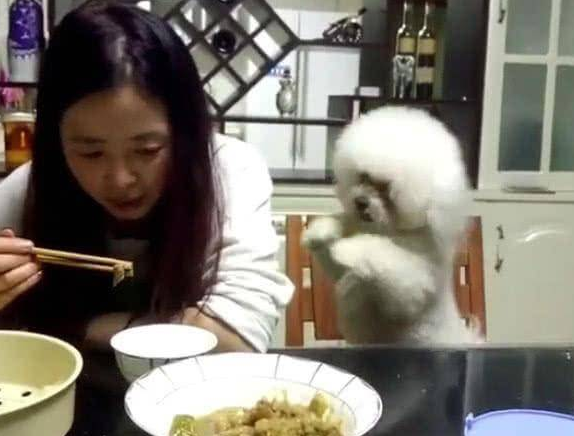 主人家用餐不理小狗，狗狗急死了了逐渐拱手取悦，最终一举也是强大