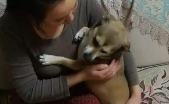 狗子被男主人一顿揍后,委屈的钻入女主人怀中发牢骚,萌化了 狗子被男主人一顿揍后,委屈的钻入女主人怀中发牢骚,萌化了