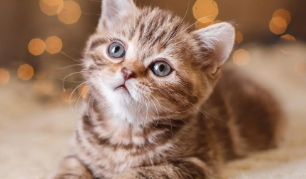 新手养猫有哪些注意事项?这篇文章给你答案! 新手养猫有哪些注意事项?这篇文章给你答案!