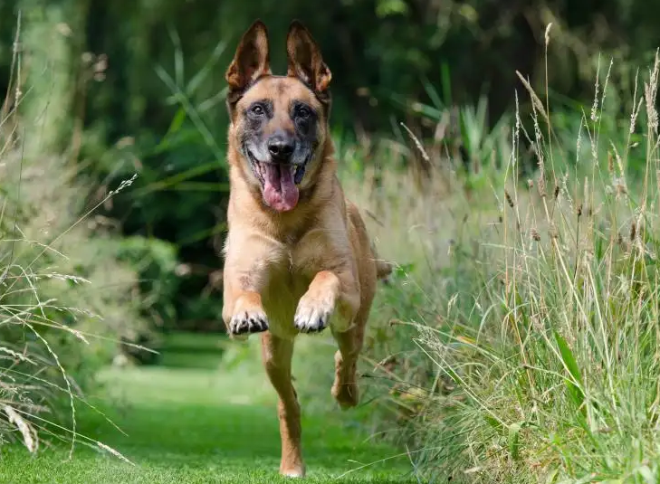 比利时玛利诺犬智商能排名全国前十吗 比利时玛利诺犬智商能排名全国前十吗