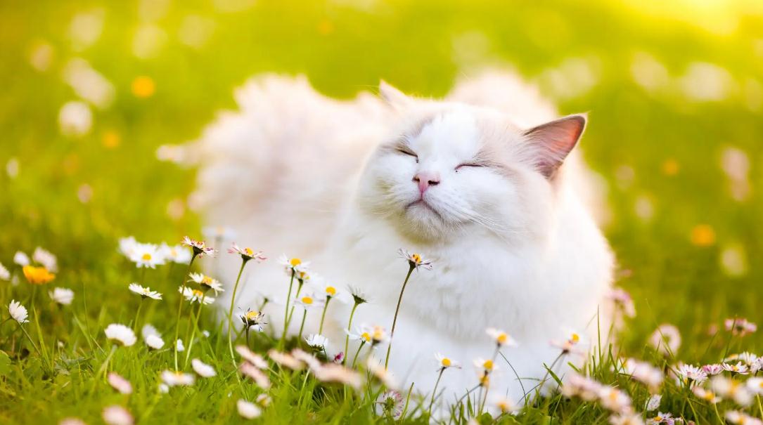 猫咪流眼泪眼屎多怎么办 猫咪流眼泪眼屎多怎么办
