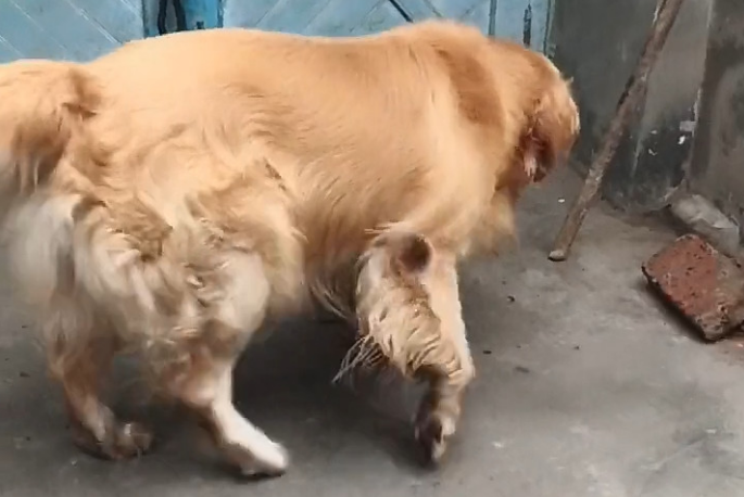 主人对金毛讲过一句话,金毛听后的一连串反映,主人看后惊叹