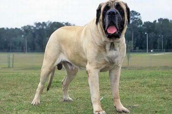 马士提夫犬乱叫怎么办?主人一定要学会这些方法哦! 马士提夫犬乱叫怎么办?主人一定要学会这些方法哦!