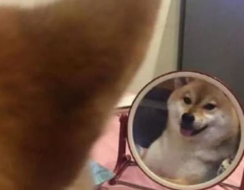 柴犬照镜子后开始不得劲了，还和自身发生争执：里边的家伙快出来！