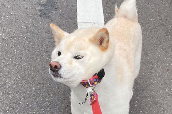 柴犬没玩够想回家,就立在站着不动脸都拉形变了,好固执的性子 柴犬没玩够想回家,就立在站着不动脸都拉形变了,好固执的性子