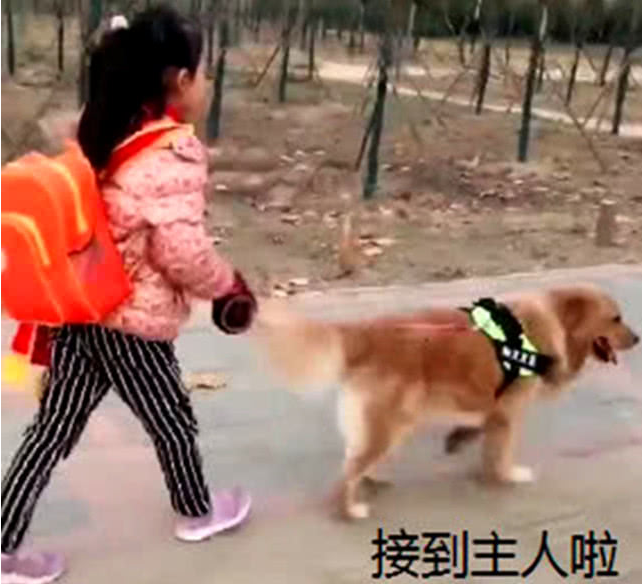金毛每日接小主人下学,老老实实守在学校门口,网友:全是他人家的 金毛每日接小主人下学,老老实实守在学校门口,网友:全是他人家的