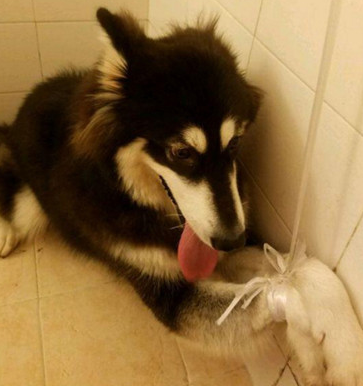 主人很久未回家了,阿拉斯加犬刚碰面就狂扑,前爪一下来主人悲剧了 主人很久未回家了,阿拉斯加犬刚碰面就狂扑,前爪一下来主人悲剧了