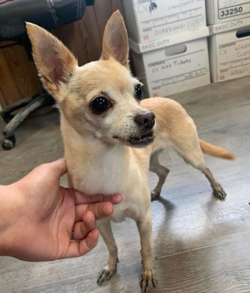 被通知已离世2年的爱犬在收容所,她哭着去查看,发现真的是它... 被通知已离世2年的爱犬在收容所,她哭着去查看,发现真的是它...