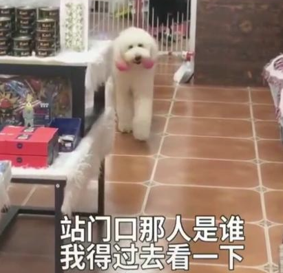来接狗子回家,这货的反映令主人无奈:店内能否配近视镜?