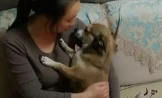 狗子被男主人一顿揍后,委屈的钻入女主人怀中发牢骚,萌化了 狗子被男主人一顿揍后,委屈的钻入女主人怀中发牢骚,萌化了