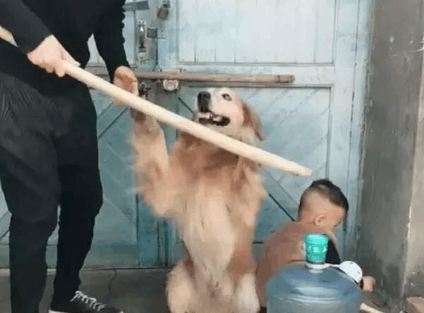 宝宝犯了错误,父亲装作要打他,金毛护着:親愛的,别生气了 宝宝犯了错误,父亲装作要打他,金毛护着:親愛的,别生气了
