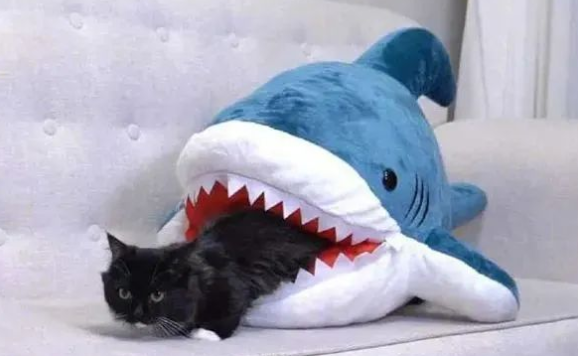 家里猫猫被鲨鱼咬了，奶奶连夜把鲨鱼嘴缝上