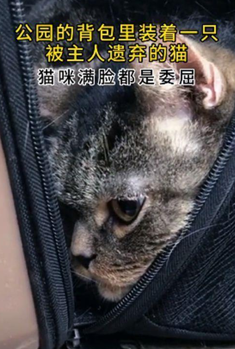 猫包里装着50块钱和一张纸条的宠物猫,网友看完后无言以对 猫包里装着50块钱和一张纸条的宠物猫,网友看完后无言以对