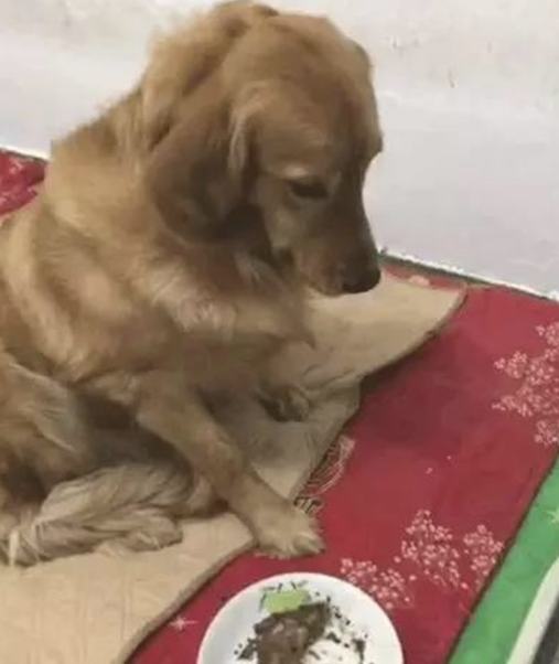 金毛狗狗偷食主人的午餐,还摆成一脸无辜的表情,段子手主要表现烦透了 金毛狗狗偷食主人的午餐,还摆成一脸无辜的表情,段子手主要表现烦透了