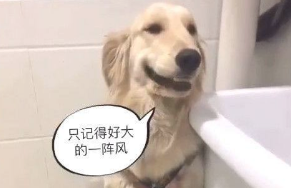 金毛把卫生间给拆了，回家后见主人家不吭声，狗狗的反映笑喷了