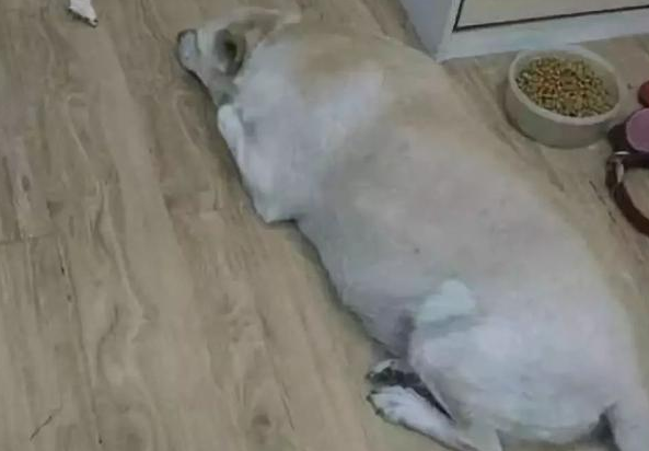 狗狗人际交往能力满值,串门子一直携带热狗香肠回家,难怪身型打横长