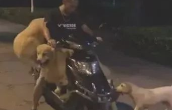 主人准备骑车外出，被家中狗狗发觉了，下一幕让主人无奈！