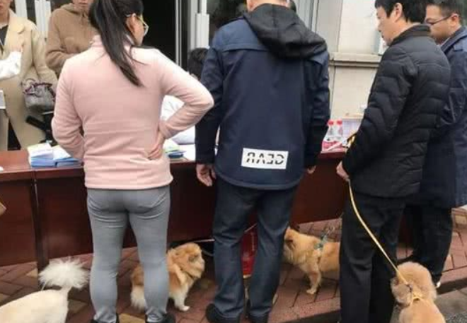 今天,义乌给狗狗发二维码“身份证”了 今天,义乌给狗狗发二维码“身份证”了