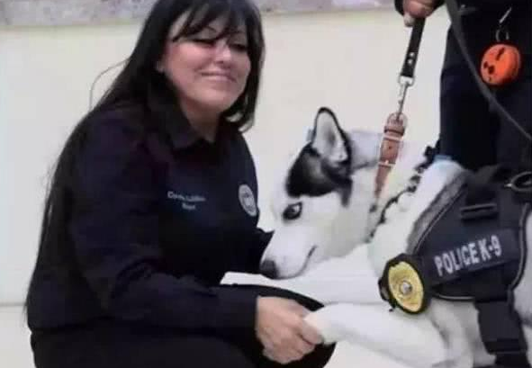 哈士奇确实入选警犬了,岗位职责是在工作能力范畴内!