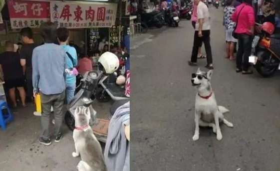 狗狗替主人家排队买肉丸子，路人见到震惊了：想偷回家了