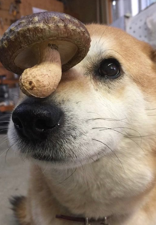 主人家把各种各样菌类放到柴犬的鼻子上,它都能保持平衡,我长蘑菇了? 主人家把各种各样菌类放到柴犬的鼻子上,它都能保持平衡,我长蘑菇了?