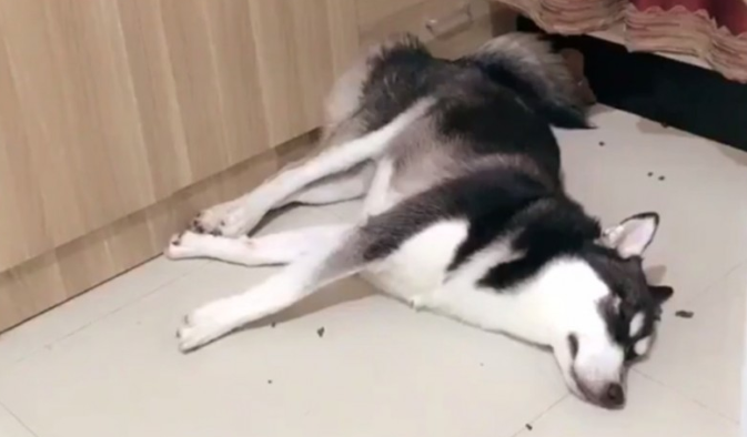 二哈数次文化教育死不悔改，猖狂到在家里干这件事情，急得主人想炖狗肉汤
