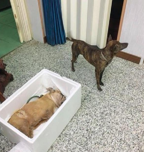狗狗伙伴离逝后，它彻夜趴到边上守了8钟头，送最好的朋友最终一程！