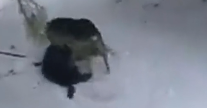流浪小猫冻僵在雪地里痛哭，狗狗见到后，竟把它拖回了自己的窝
