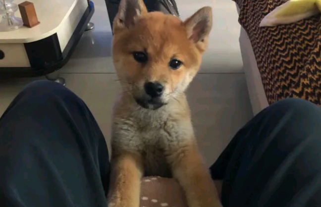 柴犬感觉地面上太冰,它跑来和主人玩,原来是以便上布艺沙发 柴犬感觉地面上太冰,它跑来和主人玩,原来是以便上布艺沙发
