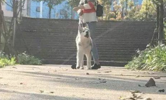 主人带二哈去动物园寻亲，看到被关进笼子里的狼，哈士奇蒙圈了！