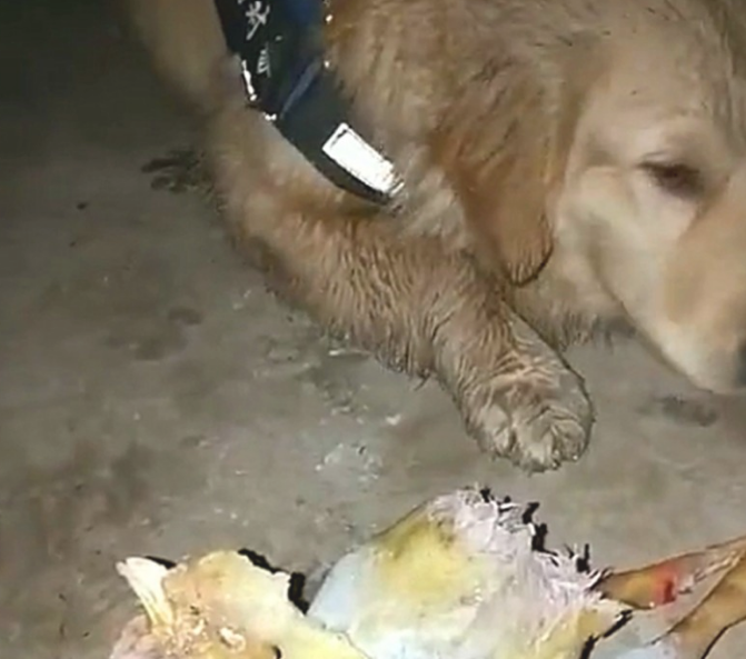 金毛返乡下偷鸡，放到主人眼前摇头摆尾，狗：快给我烹饪一下……