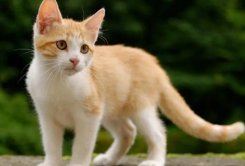 猫猫吃了绳子自己可以排出来吗