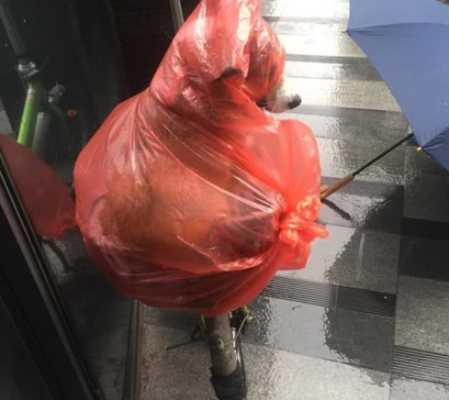 小伙怕狗狗被淋雨湿，想到了这类奇怪的招数，过路人见到竞相笑坏