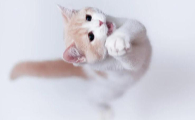 猫背摸起来骨头很明显是什么原因