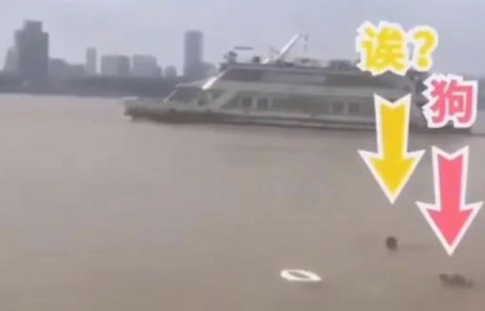 从此害怕训炼狗狗捡东西了,确实会出人命!結果我还是笑出眼泪了 从此害怕训炼狗狗捡东西了,确实会出人命!結果我还是笑出眼泪了