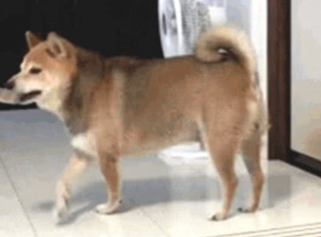 主人忘掉给柴犬喂食，柴犬气的丢碗，甩碗的姿势笑到主人肚子痛