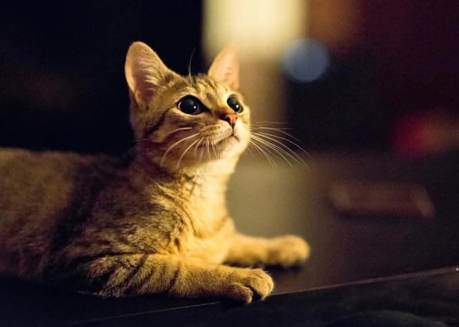 刚满月的小猫不吃不喝是怎么回事