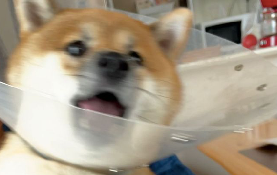 主人想给柴犬涂药，它却拼了命挣脱不肯接纳，神情兴奋到模糊不清了！