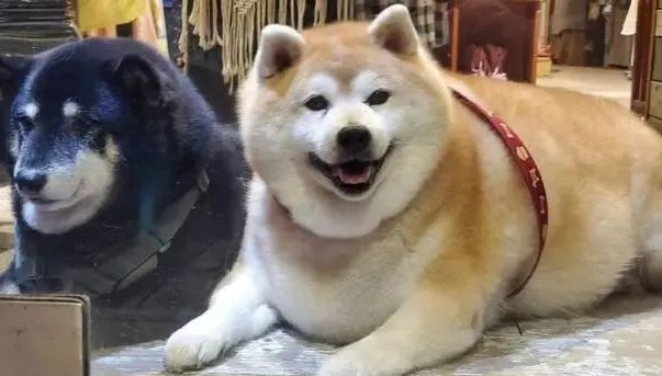 柴犬长出"海豹身型",主人讲出它的胃口后,却让大伙儿觉得惊讶
