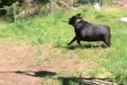 斗牛犬过于肥胖症,玩耍时撵不上金毛,机敏的它竟学会了应用武器 斗牛犬过于肥胖症,玩耍时撵不上金毛,机敏的它竟学会了应用武器